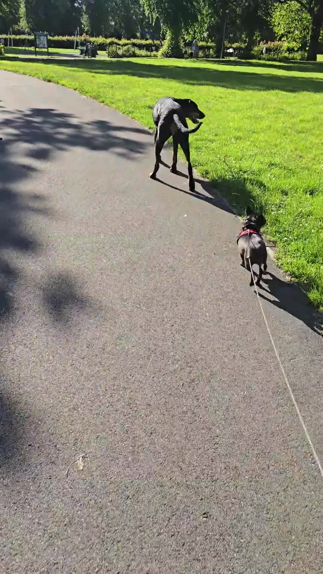 Chihuahua dogs for sale: Forever Home Wanted for Maze  - Video 1