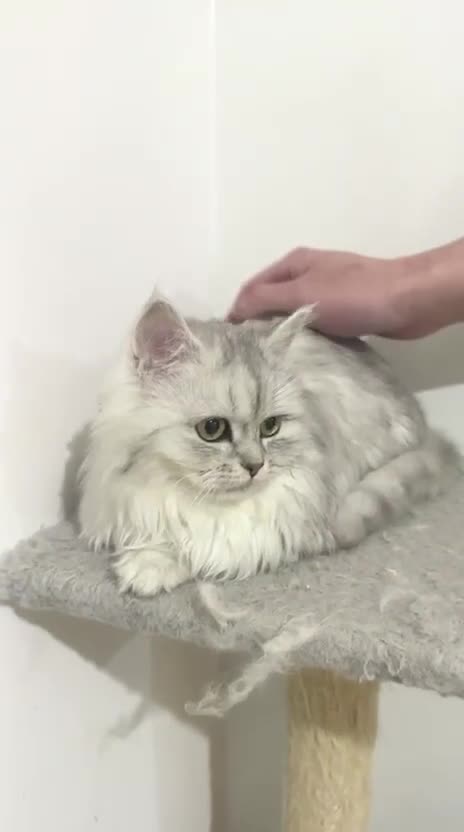 Persian cats for sale: Persian kitten 2 boys and 1 girl left - Video 3