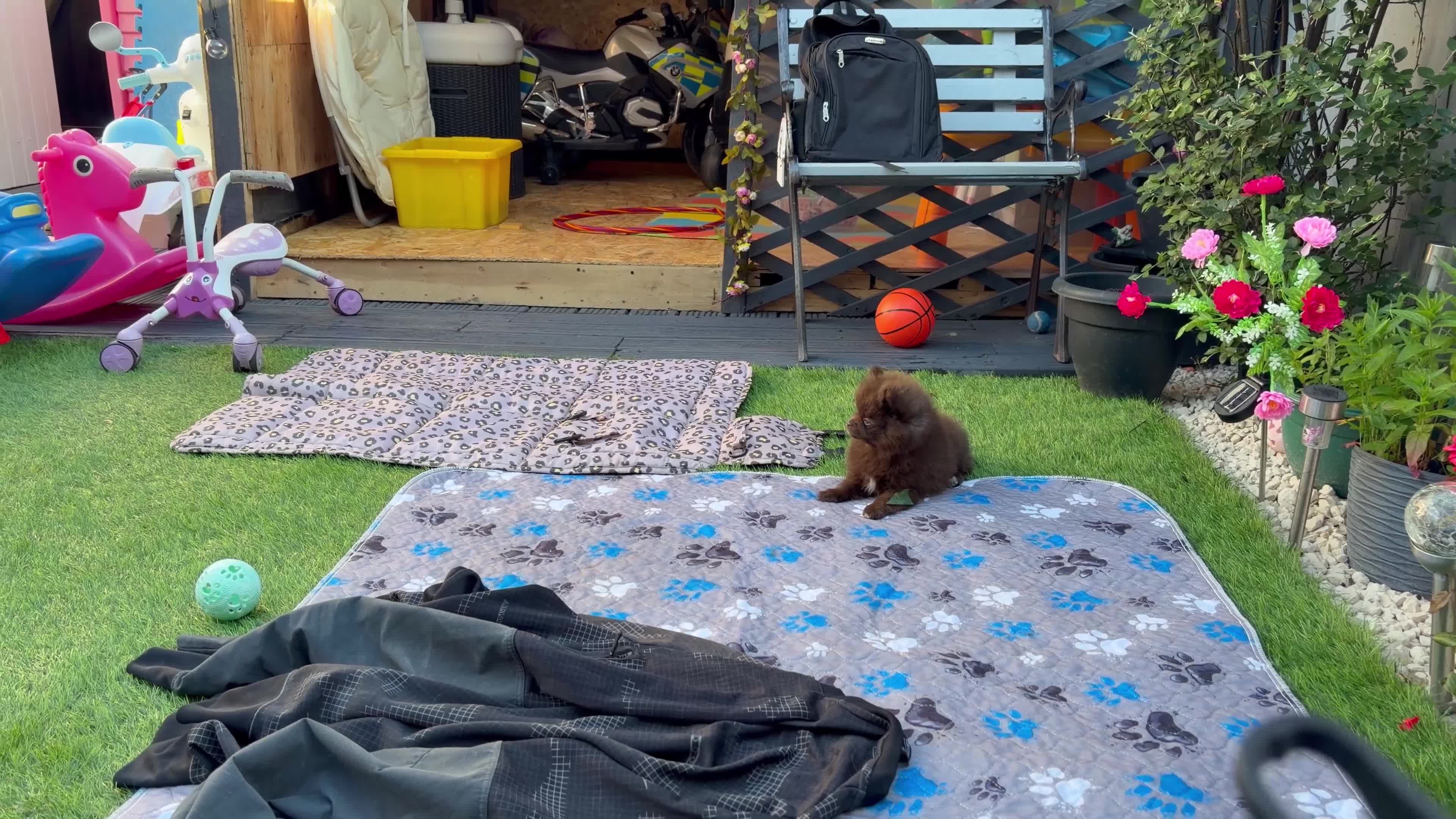 Pomeranian dogs for sale: READY NOW! KC✨DNA 100% POM!🧬HEALTH TESTED!🧬 - Video 4