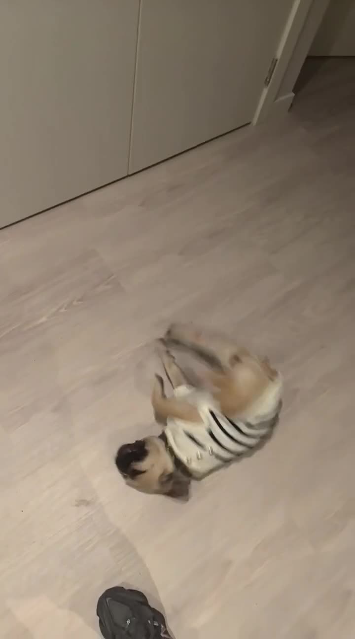 French Bulldog dogs for sale: French Bulldog - Video 2