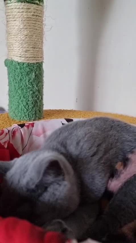 British Shorthair cats for sale:  To Go Now 3 Female Ready GCCF Healthy Pedigree - Video 4