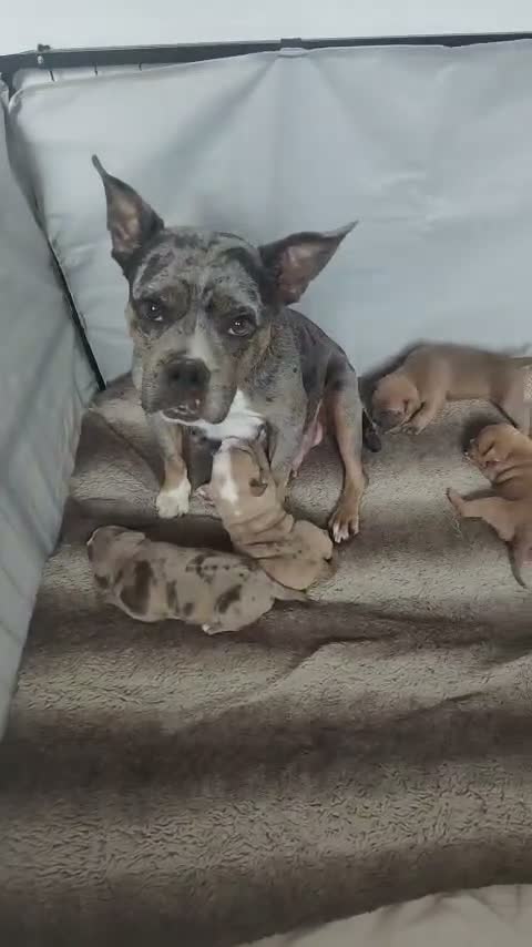 Mixed Breed dogs for sale: Beautiful staffy cross classic bully pups! - Video 2