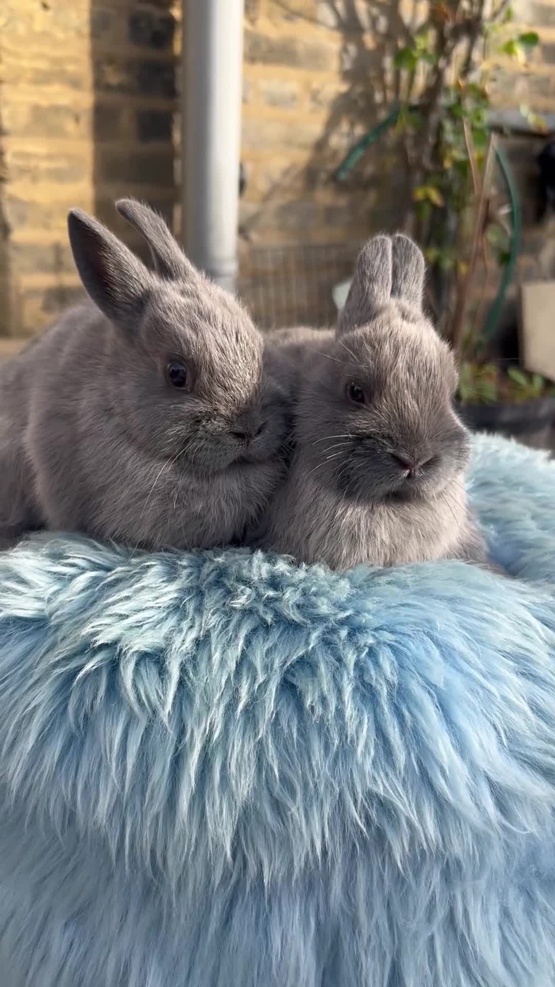 Netherland Dwarf rabbits for sale: Stunning Netherland Dwarf boys - Video 1