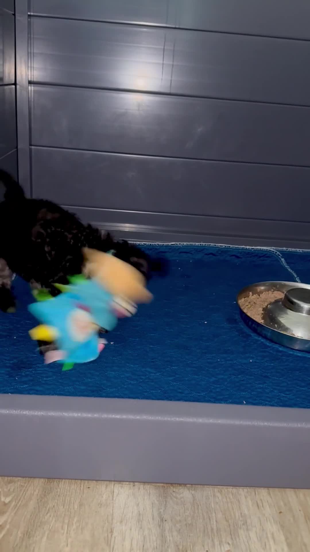 Cavapoo dogs for sale: READY NOW! Adorable Phantom F1b Cavapoo puppies  - Video 1