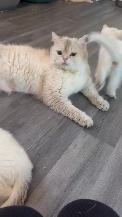 British Shorthair cats for sale: Beautiful golden white British short hair  - Video 1