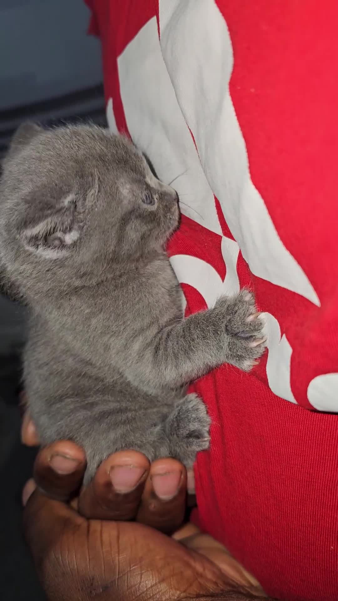 Russian Blue cats for sale: Russian Blue Kittens – Hypoallergenic & Stunning - Video 1