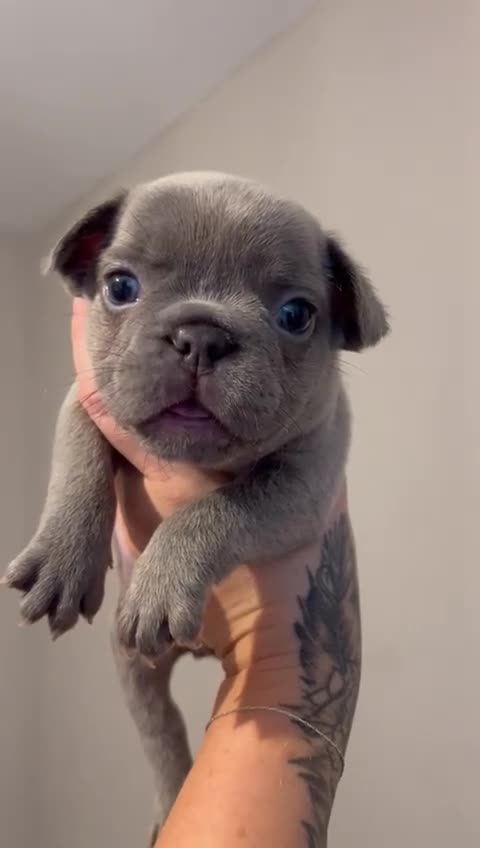 French Bulldog dogs for sale: French Bulldogs merle x fluffy puppies - Video 3