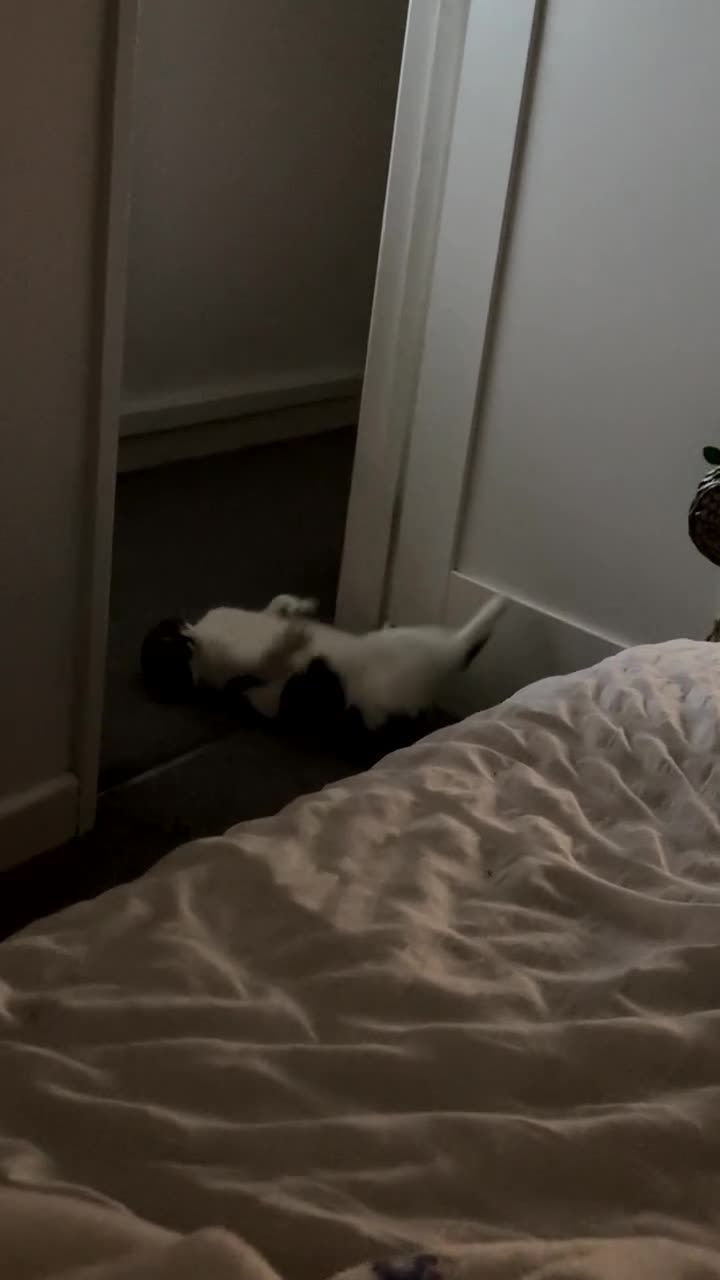 Maine Coon cats for sale: Two girls for sale  in Truro - Video 1