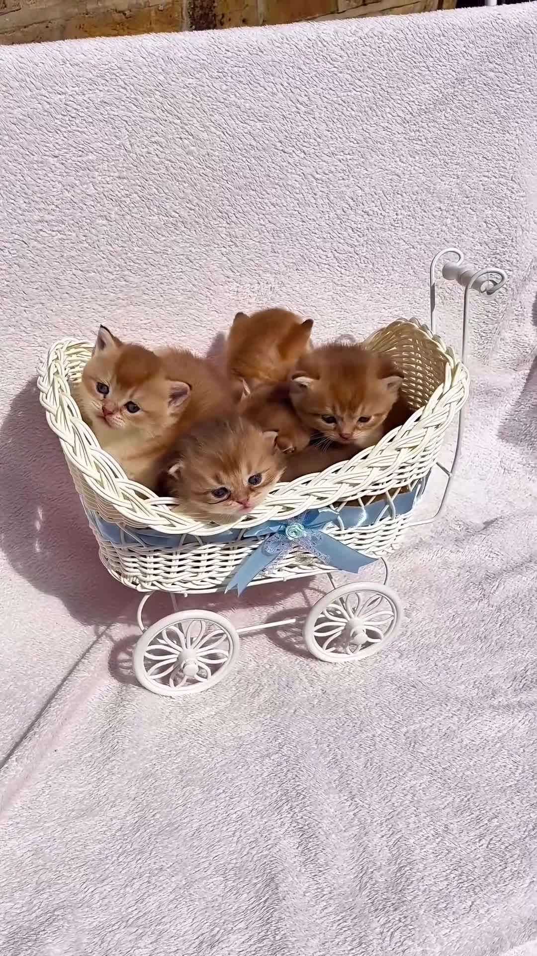 British Shorthair cats for sale: 💖 Pedigree golden chinchilla British shorthair - Video 1