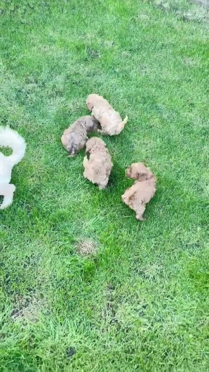 Cockapoo dogs for sale: FINAL 2! F2 Toy cockapoo -1 boy & 1 Girl - Video 1