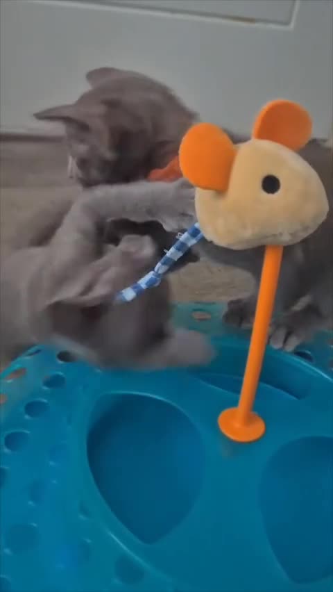Oriental cats for sale: Oriental and Siamese Gccf registered kittens. - Video 1