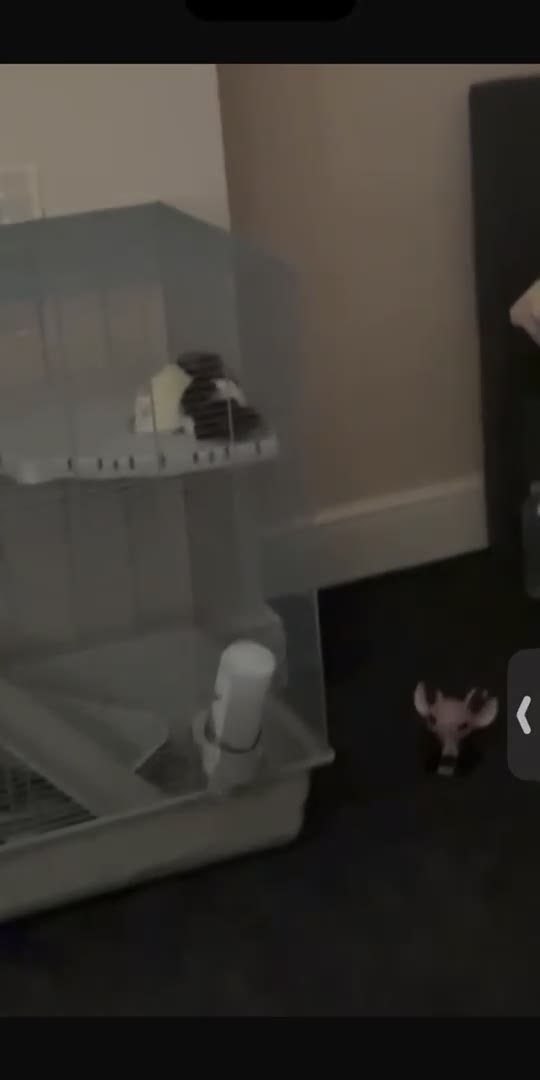 Rat rodents for sale: Female rats - Video 1