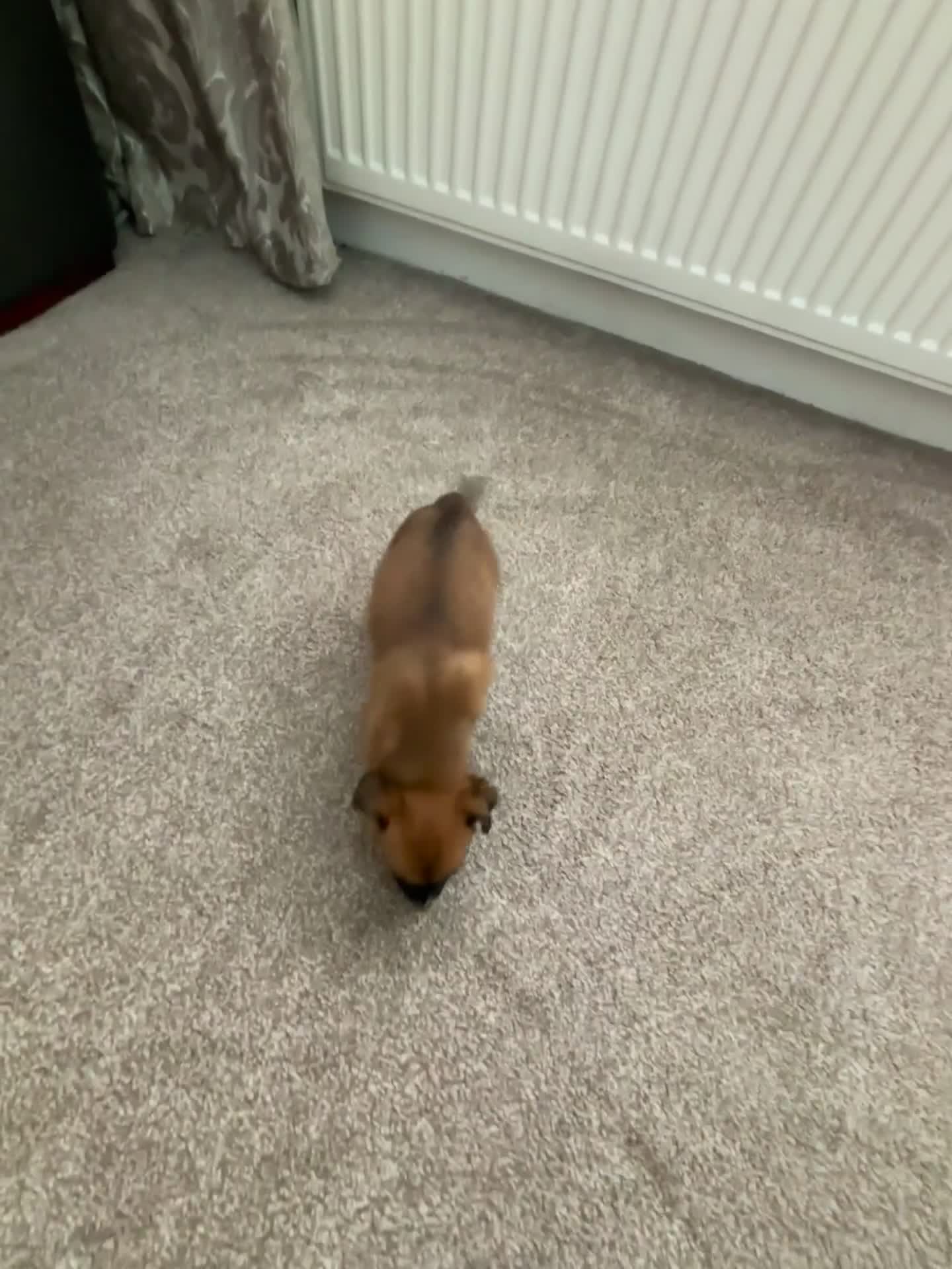 Mixed Breed dogs for sale: Beautiful baby girl, 12 weeks old  - Video 1