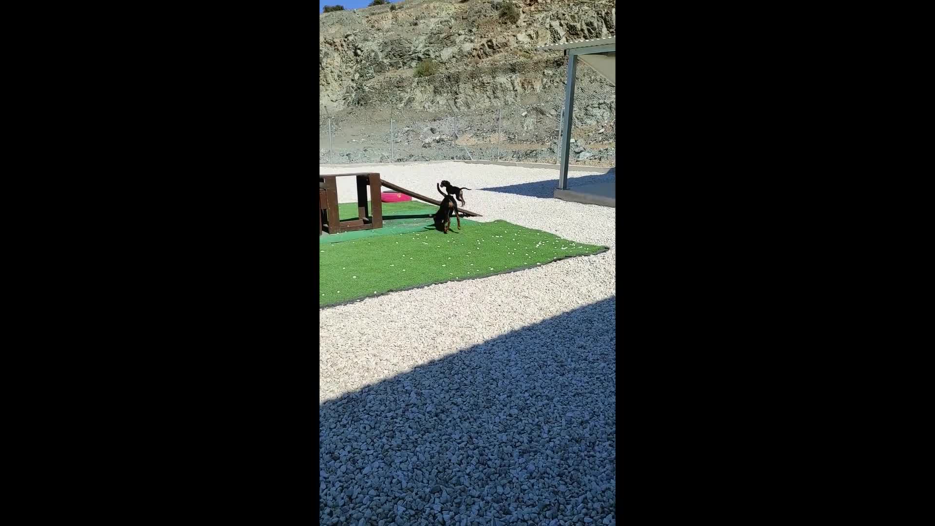Mixed Breed dogs for adoption: Handsome Alfie - 5 months old Hound cross in Stone - Video 3