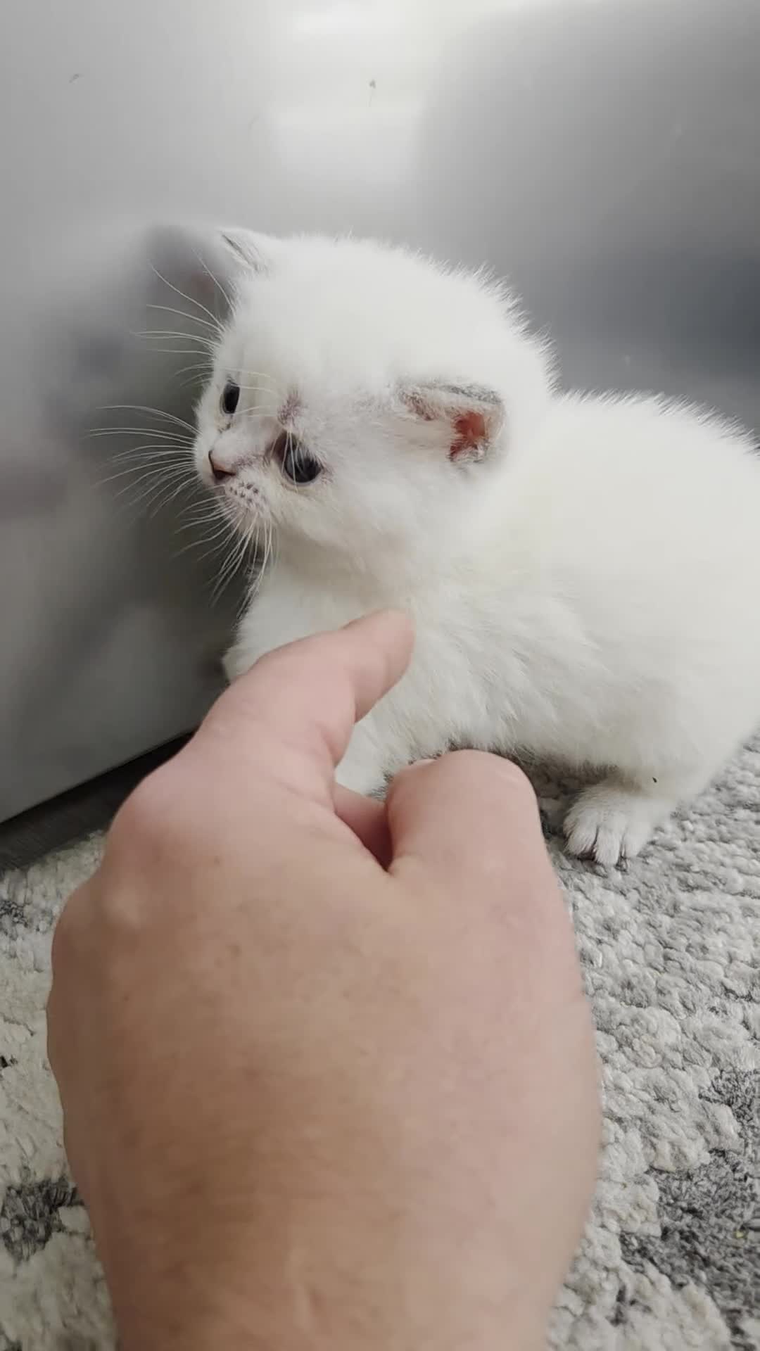 British Shorthair cats for sale: Cute brithis-shorthair kittens - Video 1