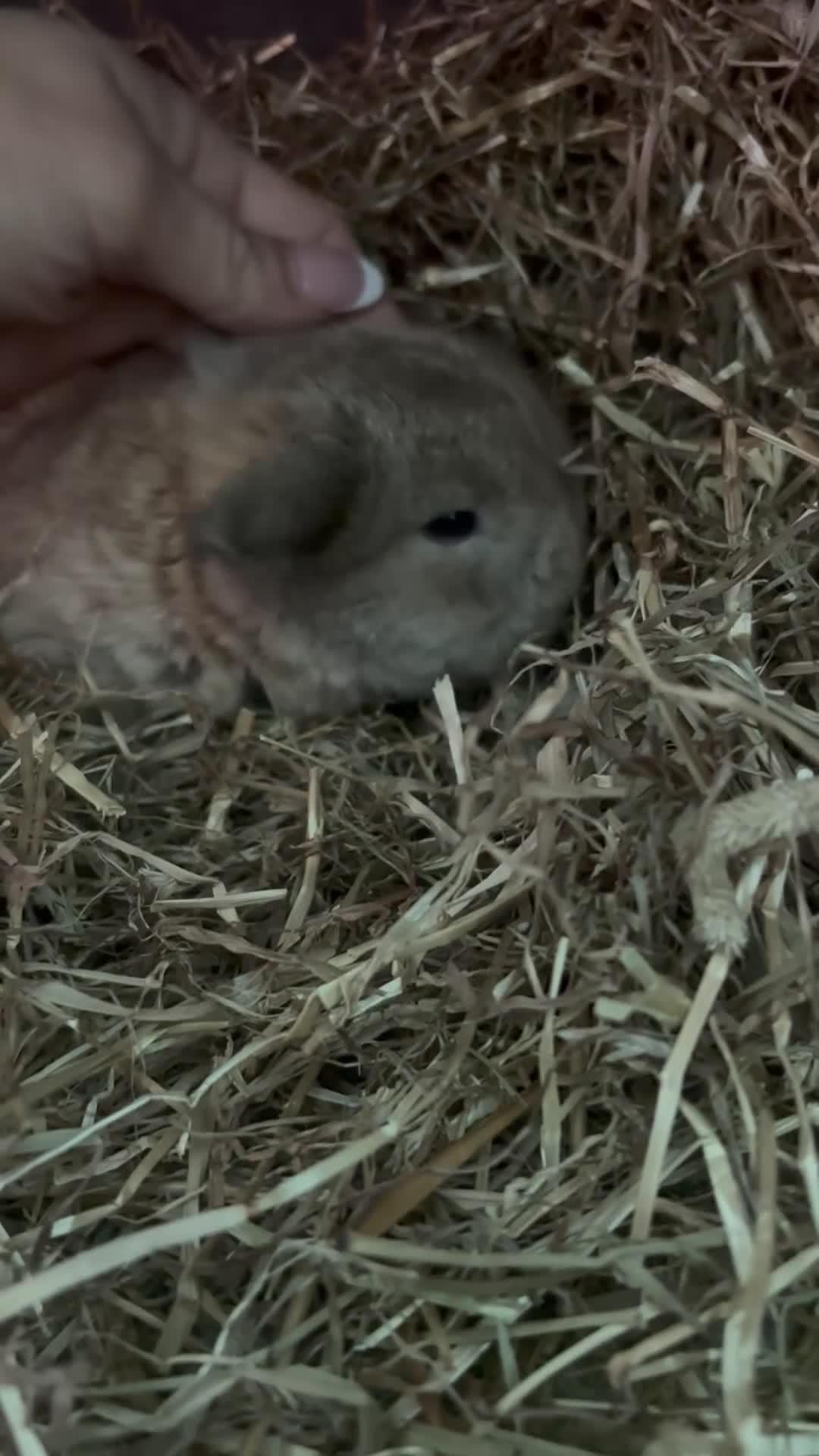 Mini Lop rabbits for sale: Pure bred baby mini lops  - Video 1