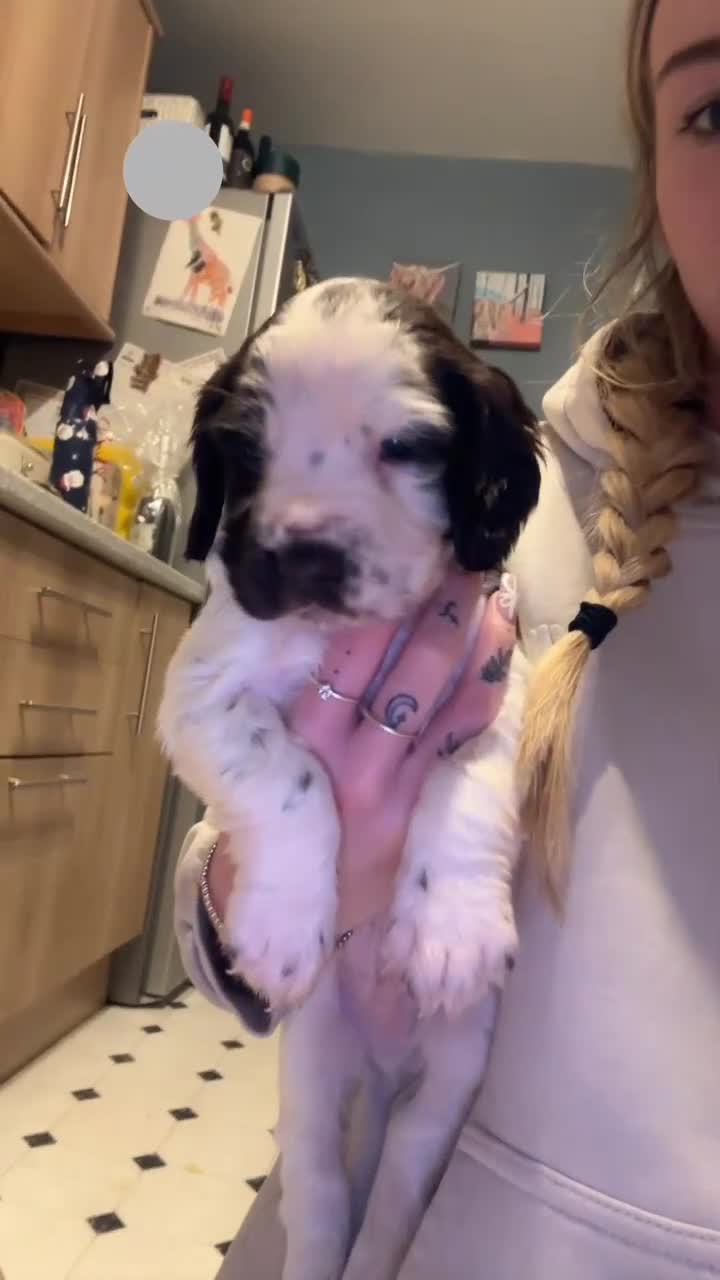 Sprocker dogs for sale: Sprocker Puppies - For Sale - Video 2