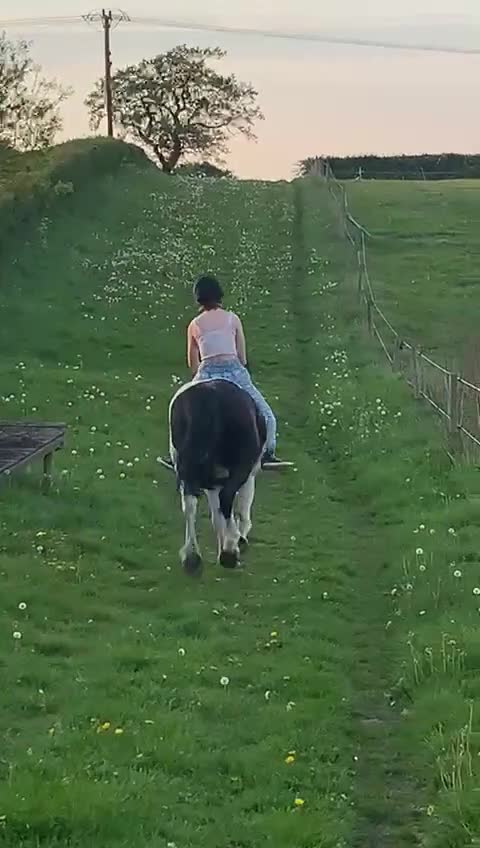 Other Breed horses for sale: Lady athena - Video 2