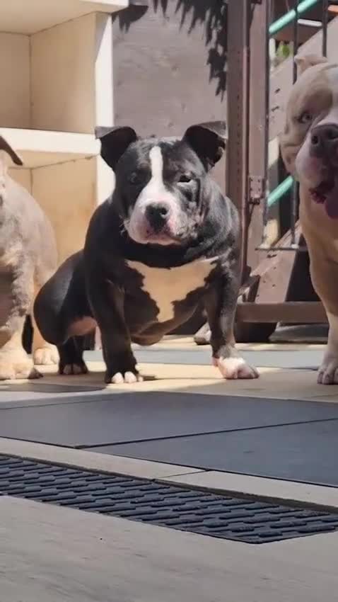 American Bully dogs for sale: American bully pocket female  - Video 2
