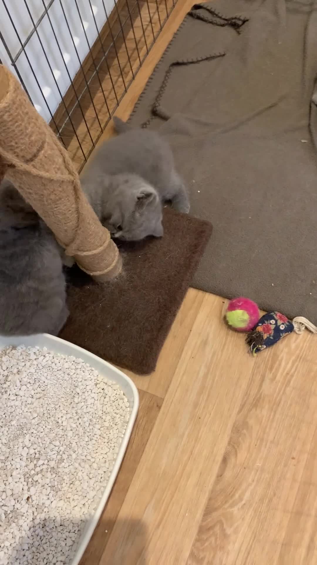 British Shorthair cats for sale: GCCF Pedigree Pure Blue British Shorthair - Video 2