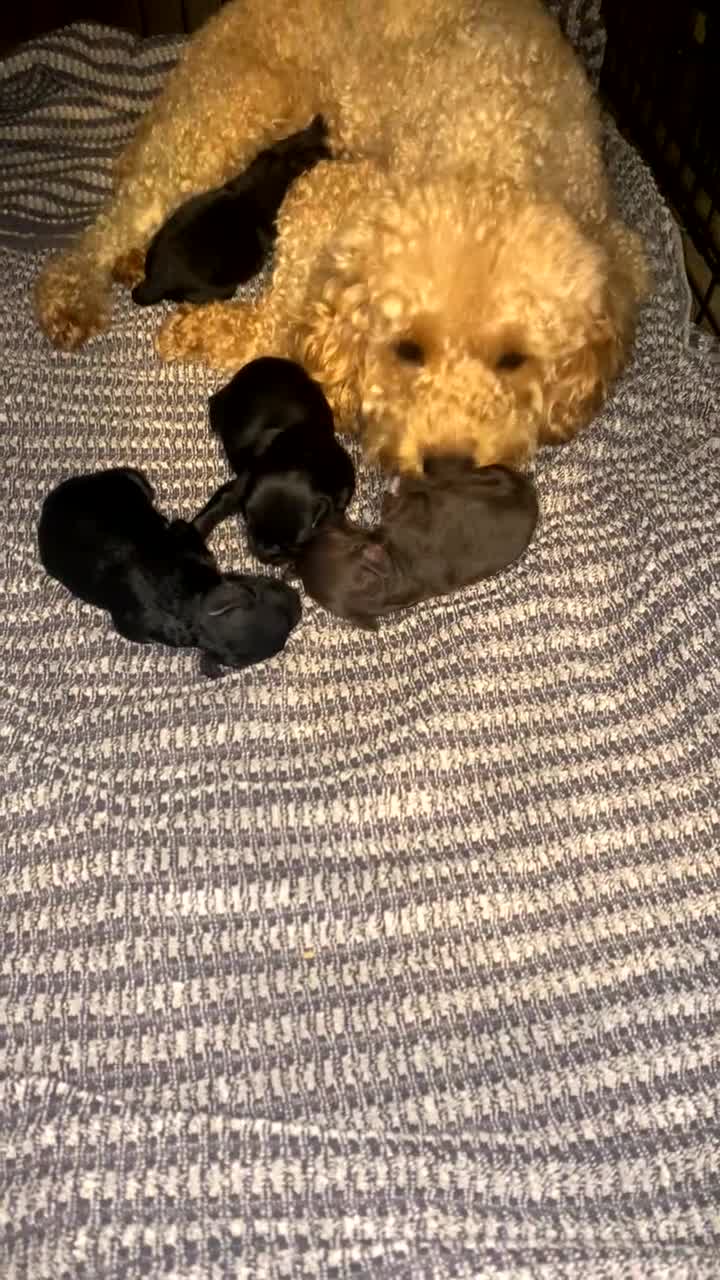 Cockapoo dogs for sale: Cockapoo puppies - Video 1