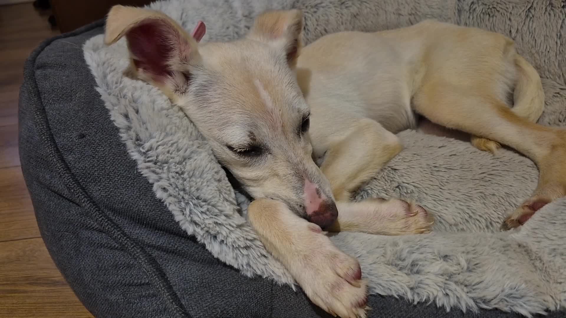 Mixed Breed dogs for sale: Mabel is 5 months old  - Video 3