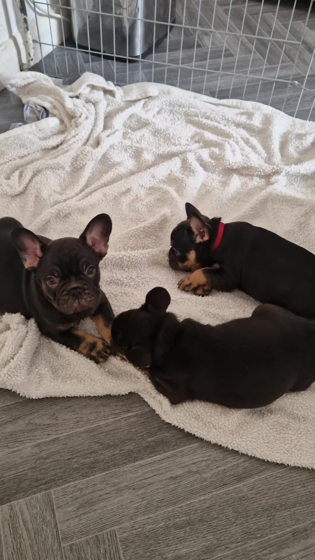 French Bulldog dogs for sale: 🌟REDUCED🌟only one girl and one boy left - Video 2