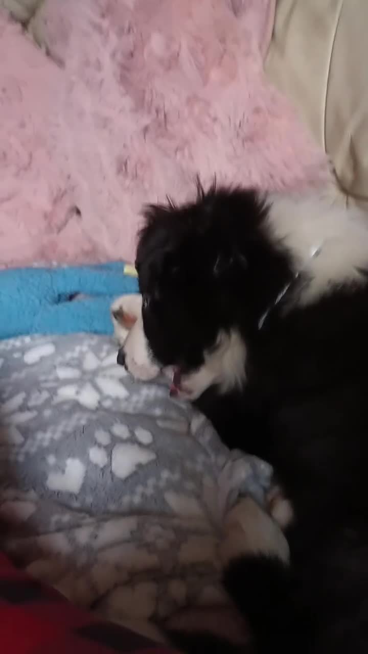 Border Collie dogs for sale: BaileyBoy - Video 1