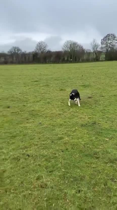 Border Collie dogs for sale: Buster  - Video 2