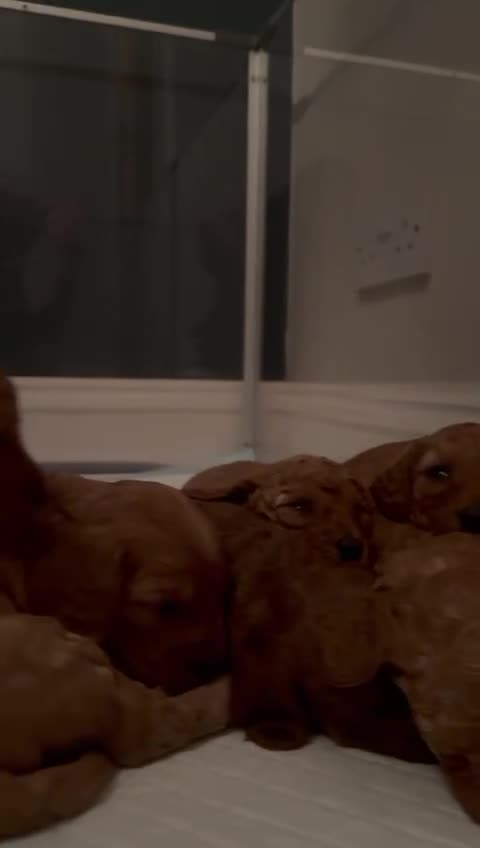 Cavapoo dogs for sale: Beautiful F1B cavapoo “teddy bear” puppies  - Video 3