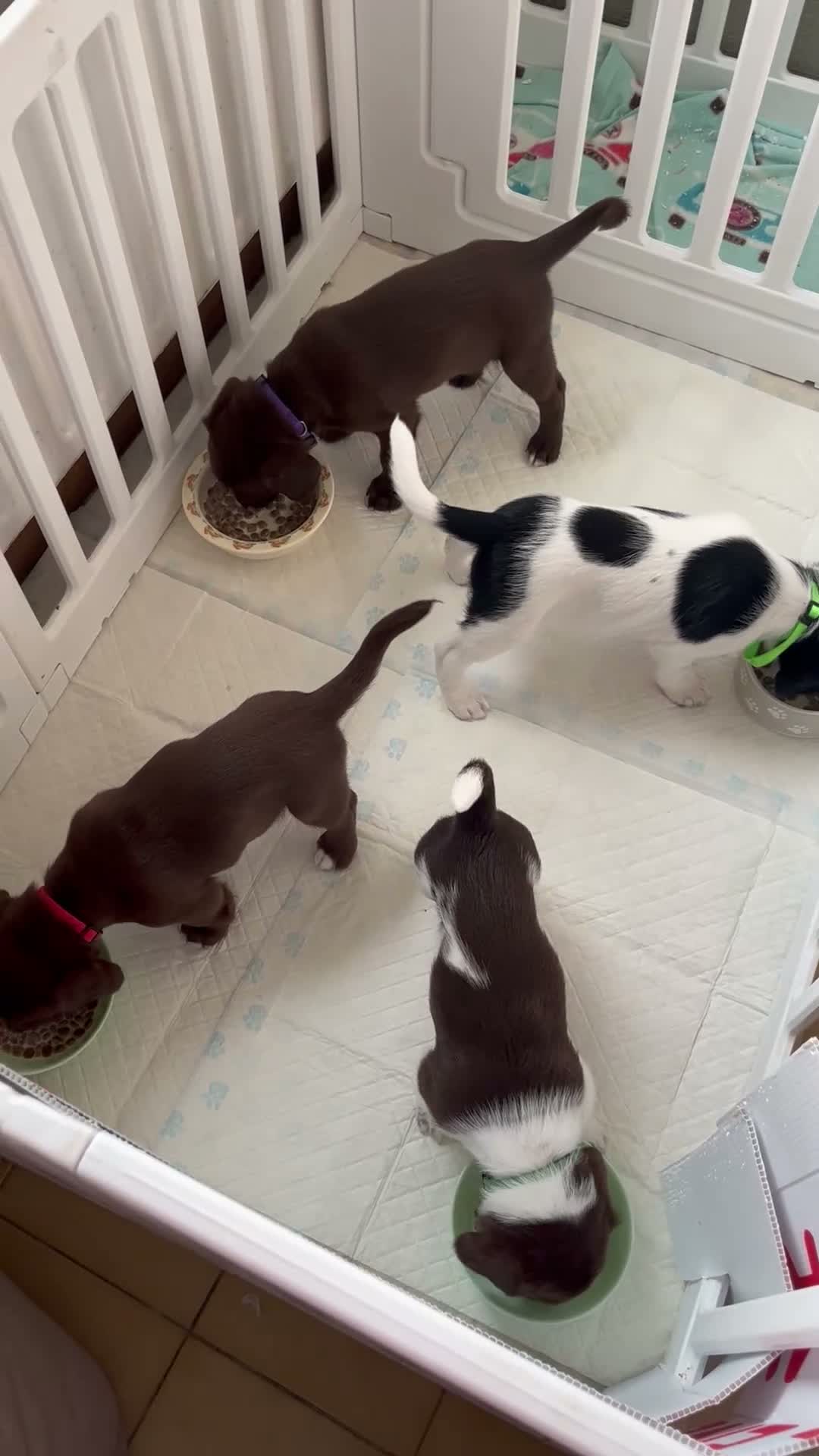 Mixed Breed dogs for sale: Brown female lab mix (Bonnie) - Video 2