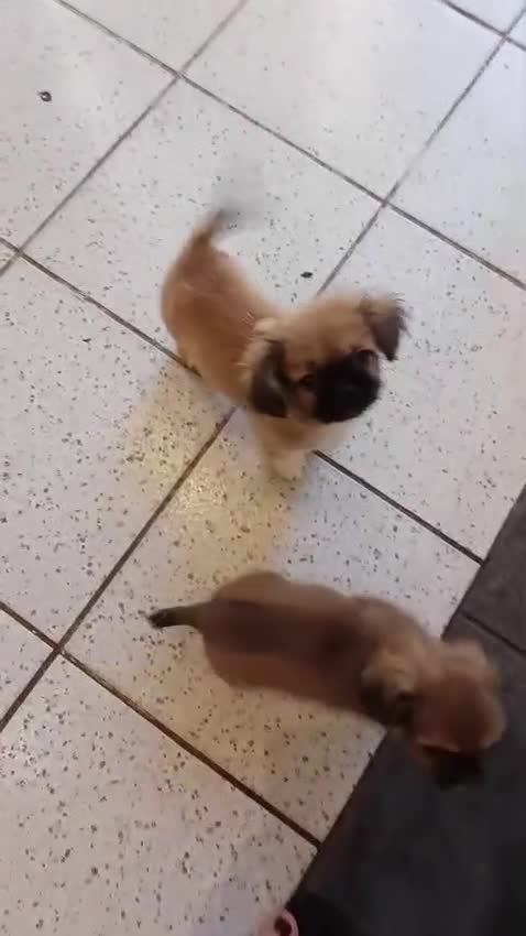 Pekingese dogs for sale: Pekingese  - Video 1