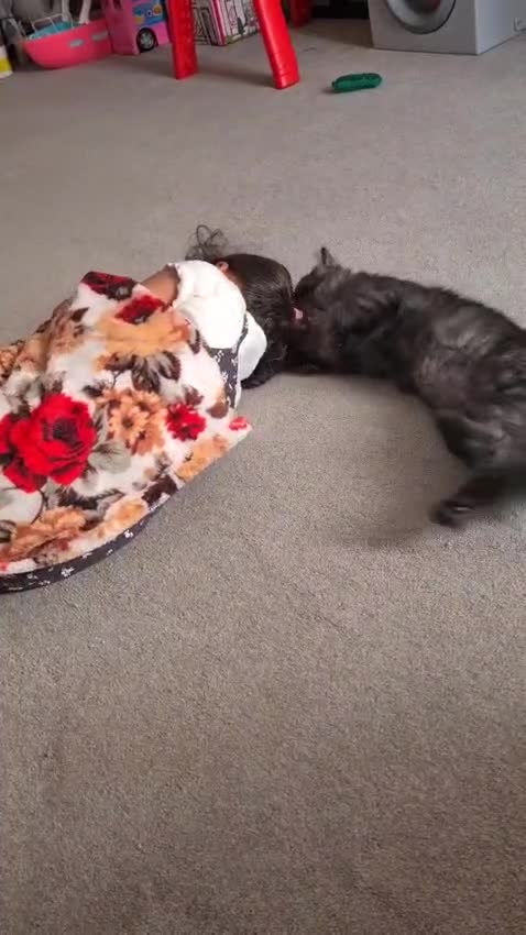 Mixed Breed cats for adoption: Beautiful grumpy-face Elba is a lovebug  - Video 1