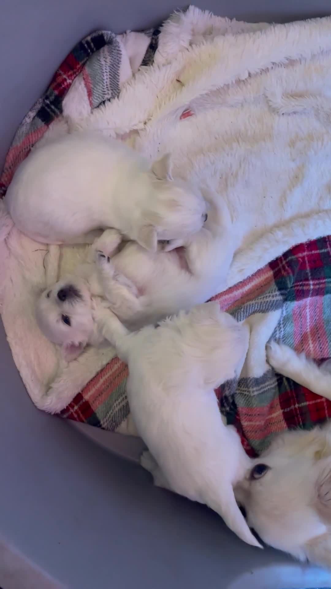 Chihuahua dogs for sale: 4 white long coat pups  - Video 1
