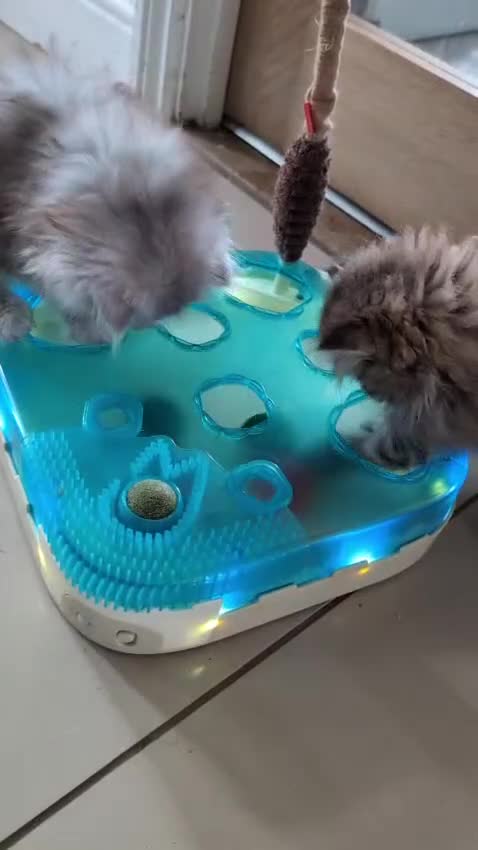 Persian cats for sale: Stunning Long haired chinchilla Persian kittens  - Video 3