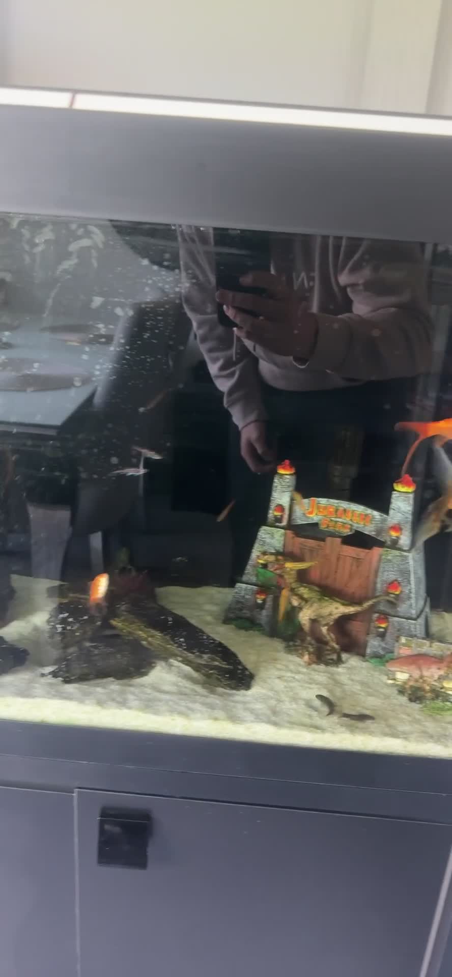 Fancy Goldfish fish for sale: Fancy goldfish with tank in Stockton-on-Tees - Video 1