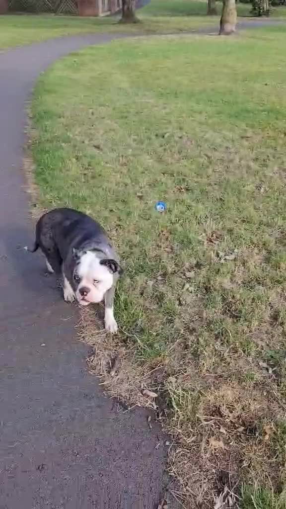 Alapaha Blue Blood Bulldog dogs for sale: 3 year old alpha blue blood bulldog  - Video 1