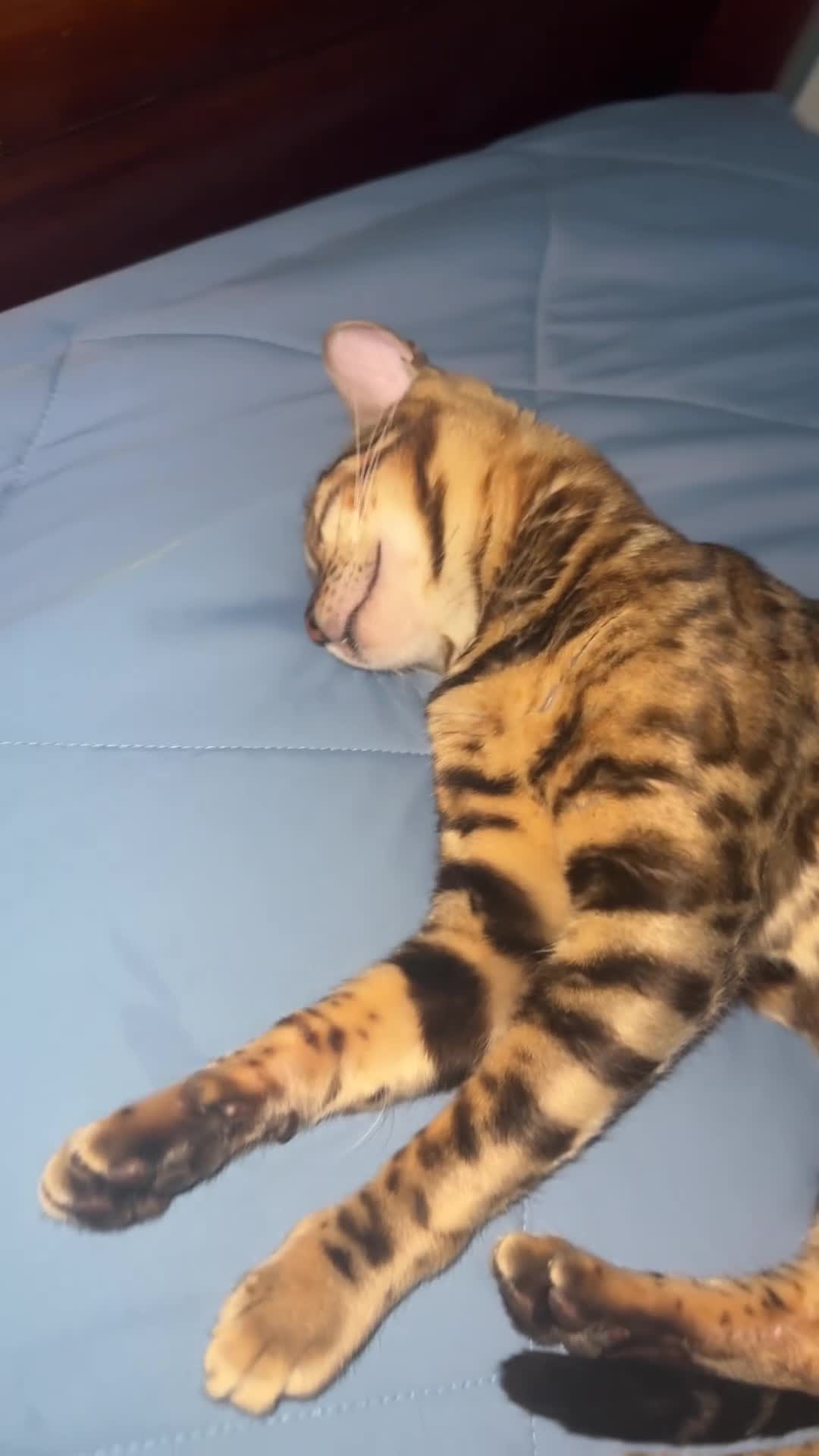 Bengal cats for sale: Beautiful Bengal Female Bengal “Nala” – Rehoming - Video 2