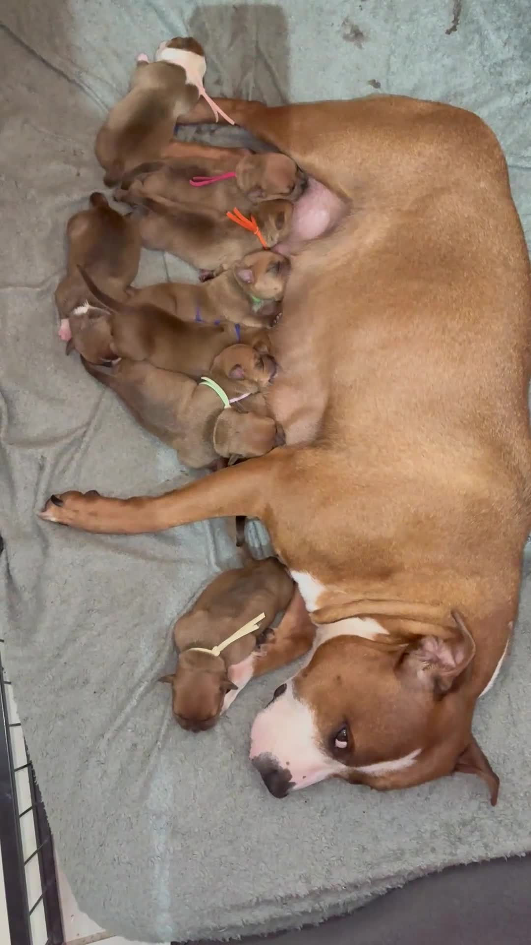 Staffordshire Bull Terrier dogs for sale: 🔥🔥STUNNING RED STAFF BULL TERRIER PUPPIES🔥🔥 - Video 2