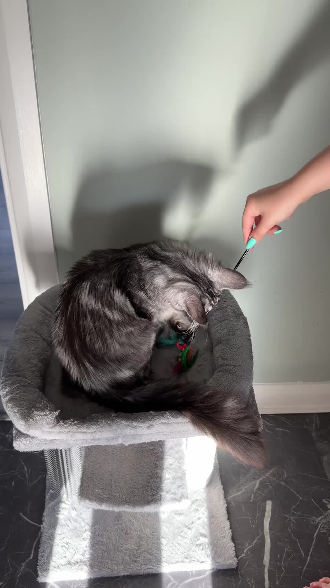 Maine Coon cats for sale: beautiful Venus Pure Maincoon  - Video 1