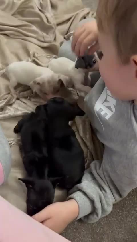 Chiweenie dogs for sale: CHIWEENIES, MICROCHIPPED,VACCINATED,HEALTHCHECKED! - Video 1