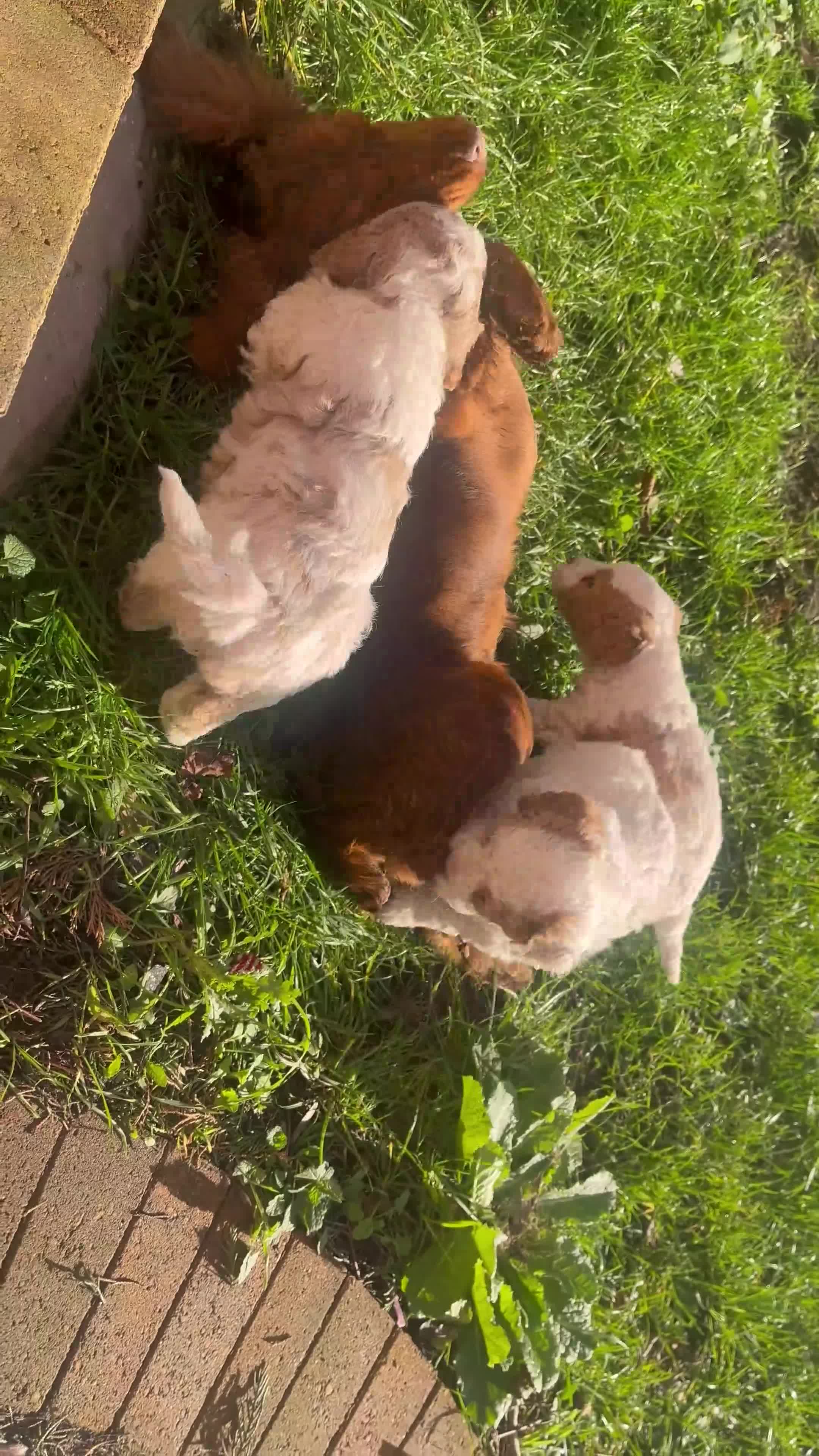 Cavapoo dogs for sale: Cavapoo puppy’s for sale  - Video 3