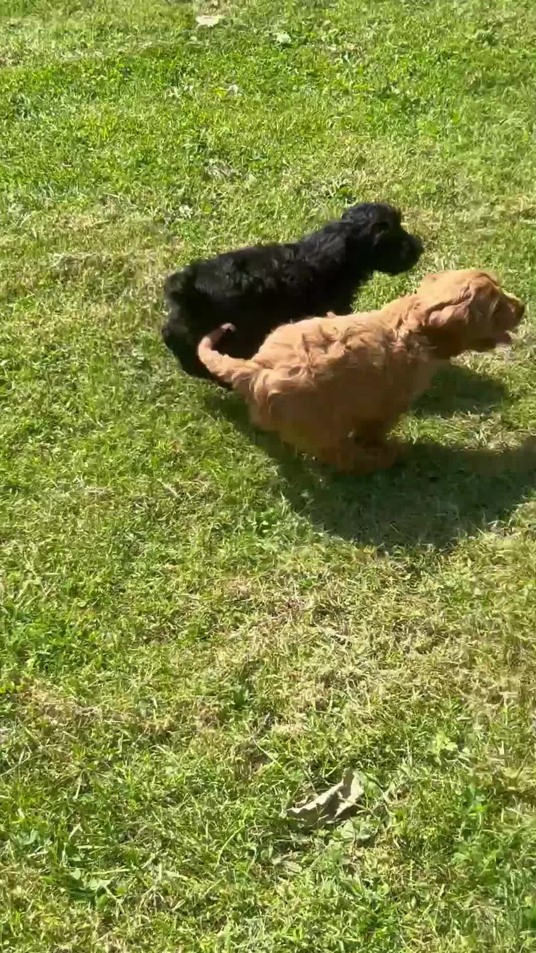 Cavapoo dogs for sale: Puppies ready to leave to their new loving homes - Video 1