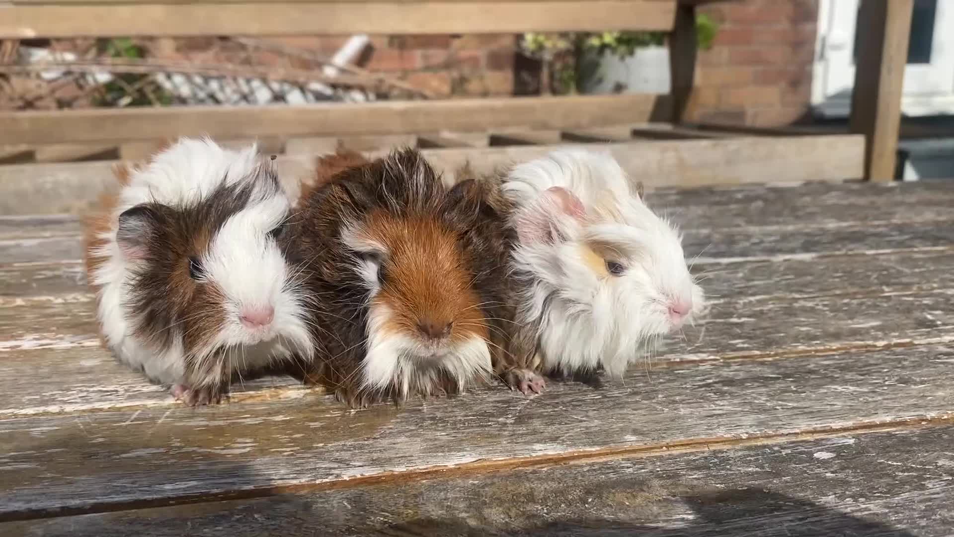 Guinea Pig rodents for sale: Abyssinian long haired  - Video 2