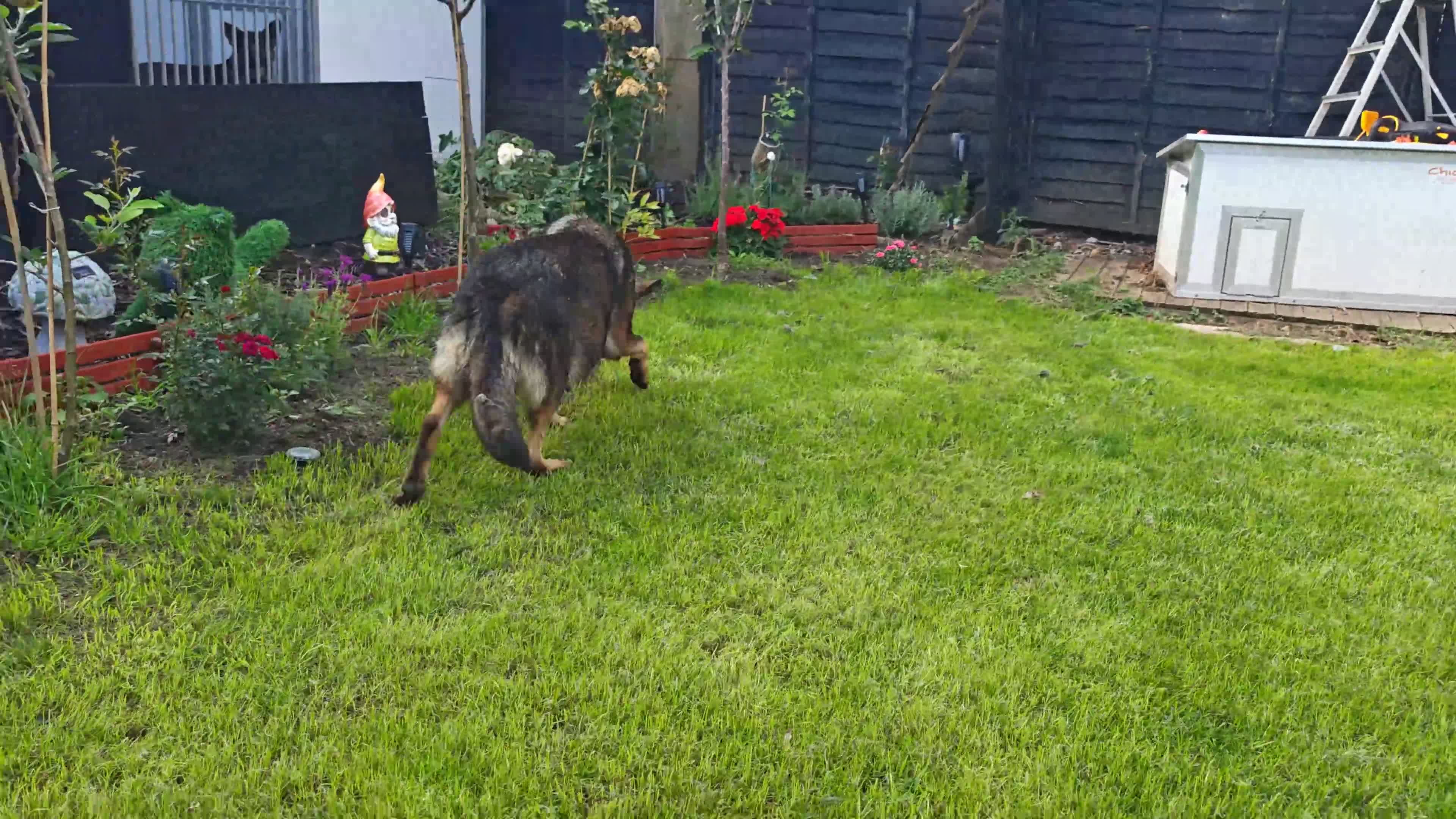 German Shepherd dogs for sale: German shepherd by Vom Geolupa Kennels  - Video 3
