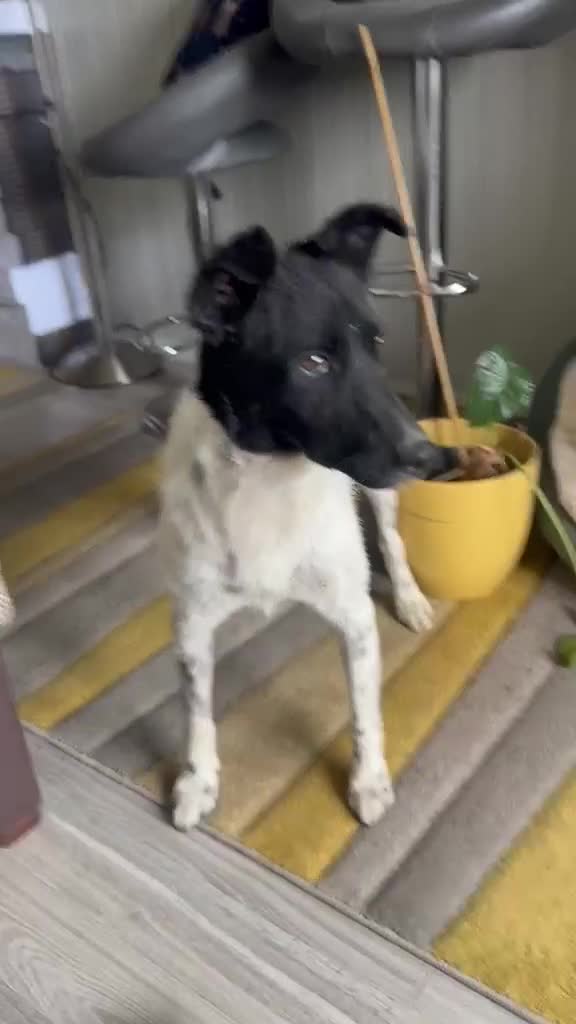 Mixed Breed dogs for adoption: Sweet Pepita looking for True Love  - Video 1