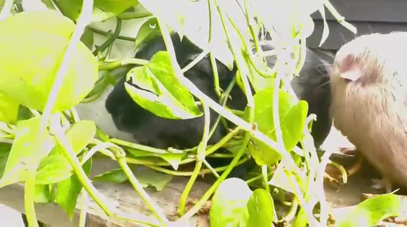 Guinea Pig rodents for sale: Trio of super sweet & friendly boars! - Video 1