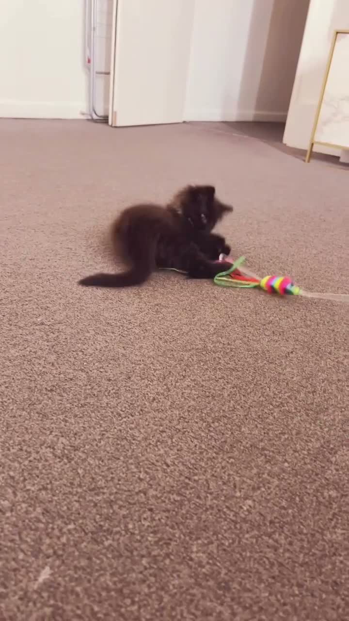 Domestic Shorthair cats for sale: Beautiful Domestic Shorthair  in London - Video 1
