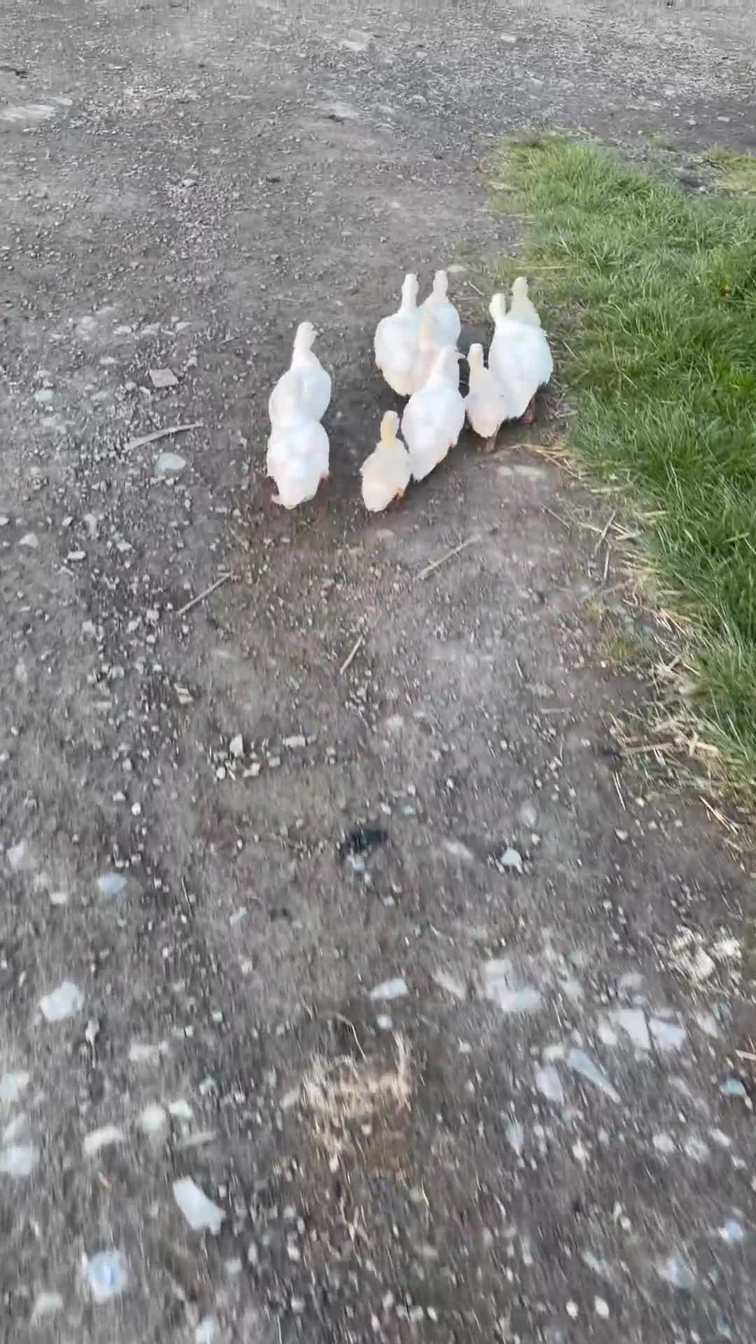 Ducks poultry for sale: Call ducks white  in Welshpool - Video 1