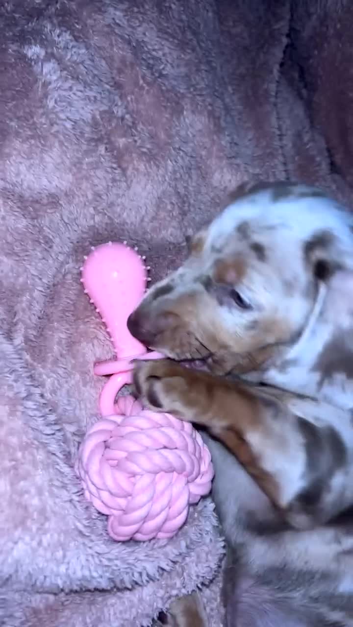 Dachshund dogs for sale: Beautiful girl dachshund  - Video 2